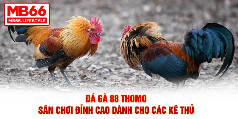đá gà 88 thomo