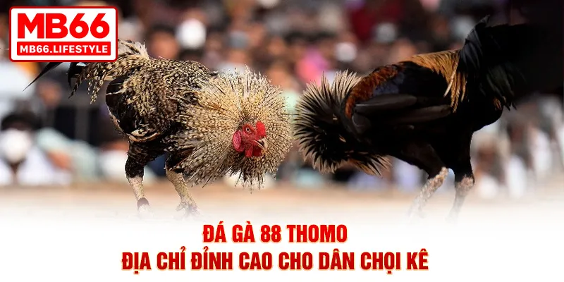 Đá Gà 88 Thomo - Địa chỉ đỉnh cao cho dân chọi kê