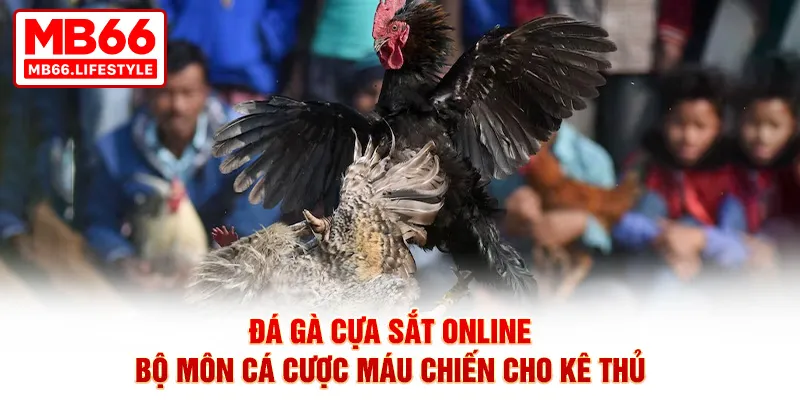 Đá gà cựa sắt online - Bộ môn cá cược máu chiến cho kê thủ