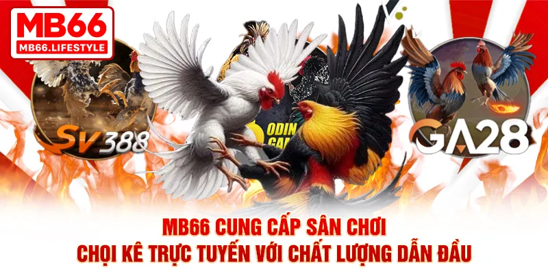 MB66 cung cấp sân chơi chọi kê trực tuyến với chất lượng dẫn đầu
