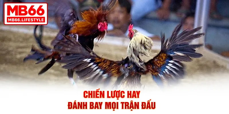 2 mẹo hay giúp bạn rinh thưởng khủng với đá gà cựa sắt