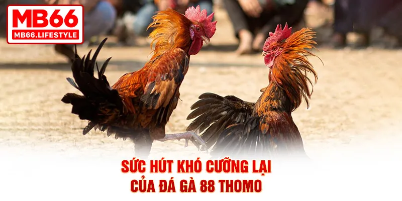 Sức hút khó cưỡng lại của đá gà 88 Thomo