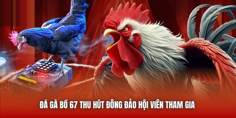 Đá gà bồ 67 thu hút đông đảo hội viên tham gia