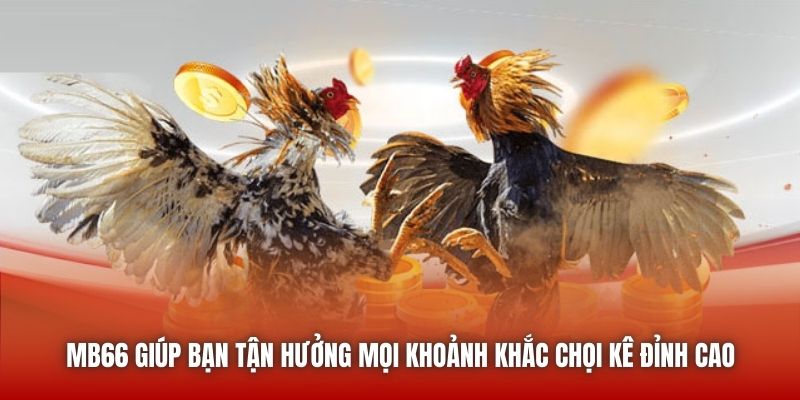 MB66 giúp bạn tận hưởng mọi khoảnh khắc chọi kê đỉnh cao