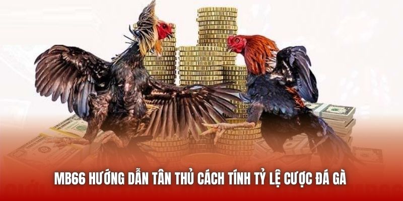 MB66 hướng dẫn tân thủ cách tính tỷ lệ cược đá gà