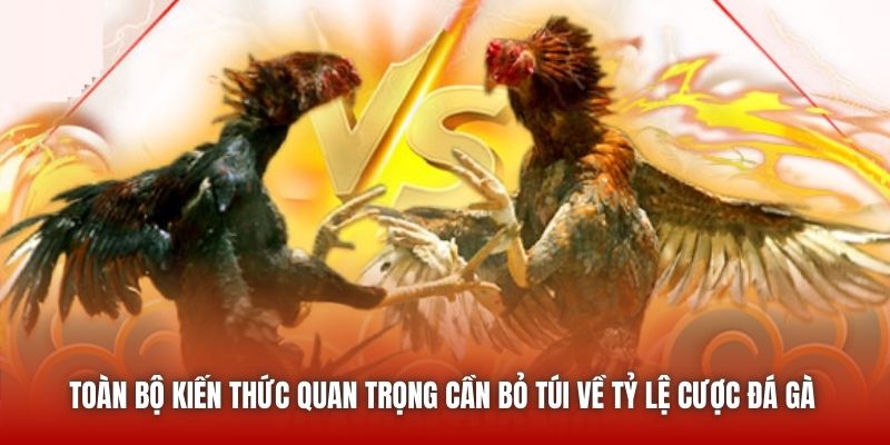 Toàn bộ kiến thức quan trọng cần bỏ túi về tỷ lệ cược đá gà
