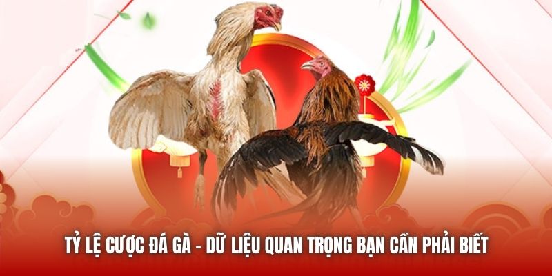Tỷ Lệ Cược Đá Gà - Dữ Liệu Quan Trọng Bạn Cần Phải Biết