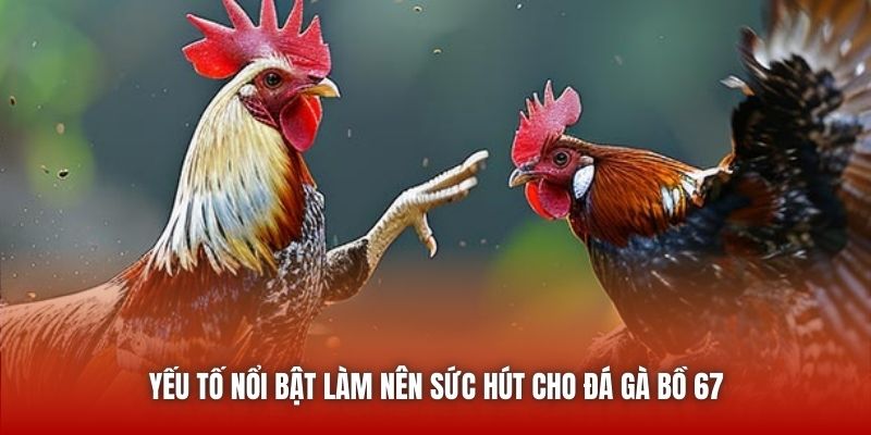 Yếu tố nổi bật làm nên sức hút cho đá gà bồ 67